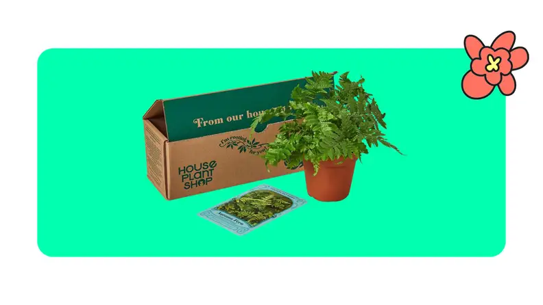 Plant subscription box with care instuctions and a plant on a green background