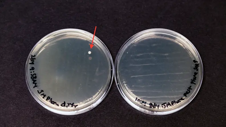 The bacteria on the first phone prior to cleaning with PhoneSoap are in the agar plate on the left, and the bacteria on the phone after cleaning with PhoneSoap are in the agar plate on the right.
