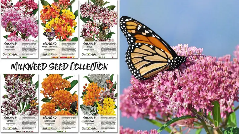 Butterfly Garden