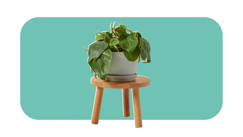 Green leafy Philodendron plant in gray ceramic pot on top of wooden stool.