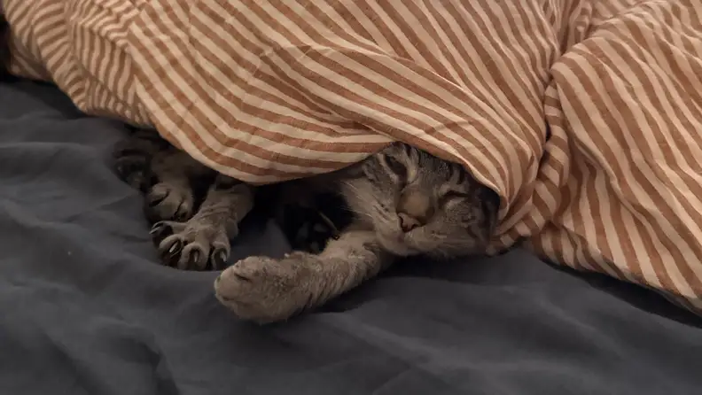make room for cats on your bed