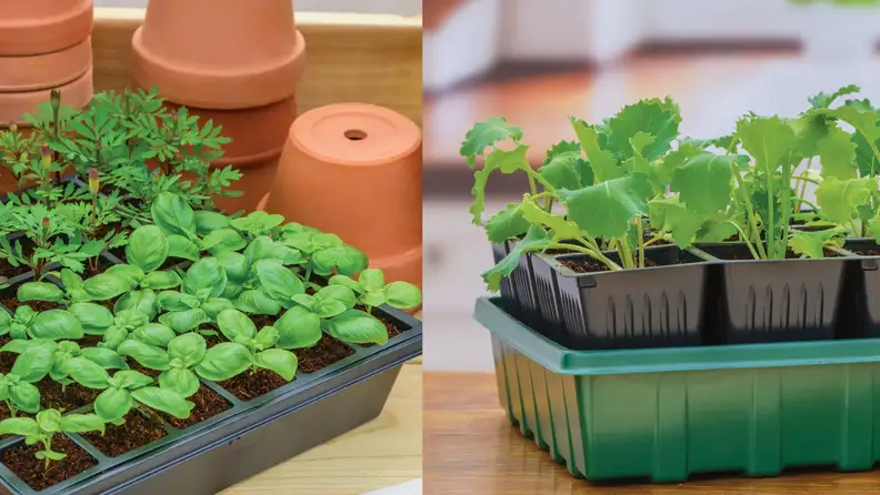 Seedling plants in container