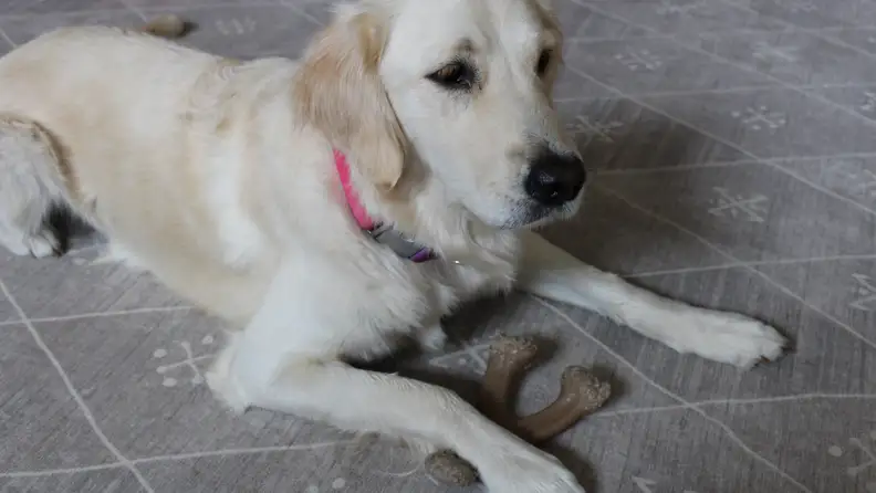 An image of a dog with a chew toy between its paws.