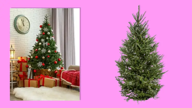 Expert Gardener Frasier Fir on pink background.