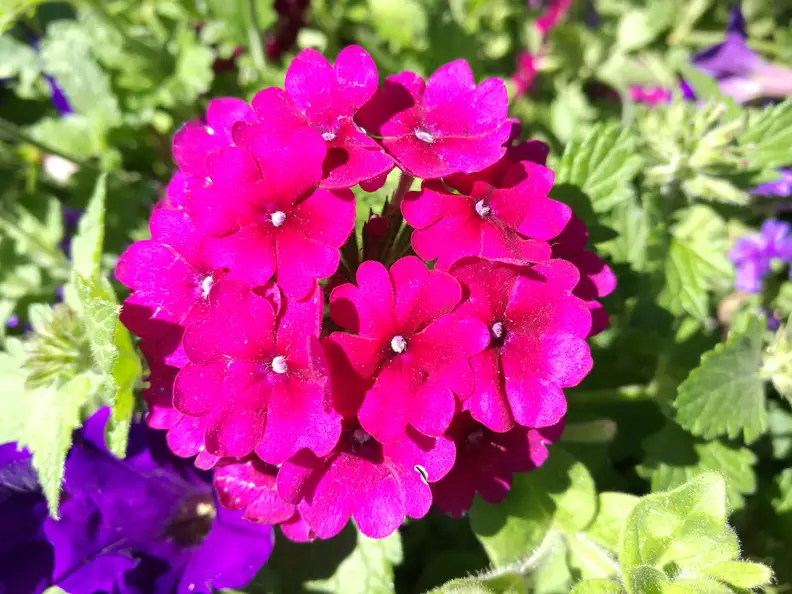 Huawei P9 Sample Photo