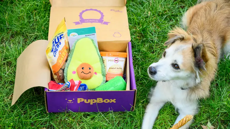 Cute dog next to an open PupBox