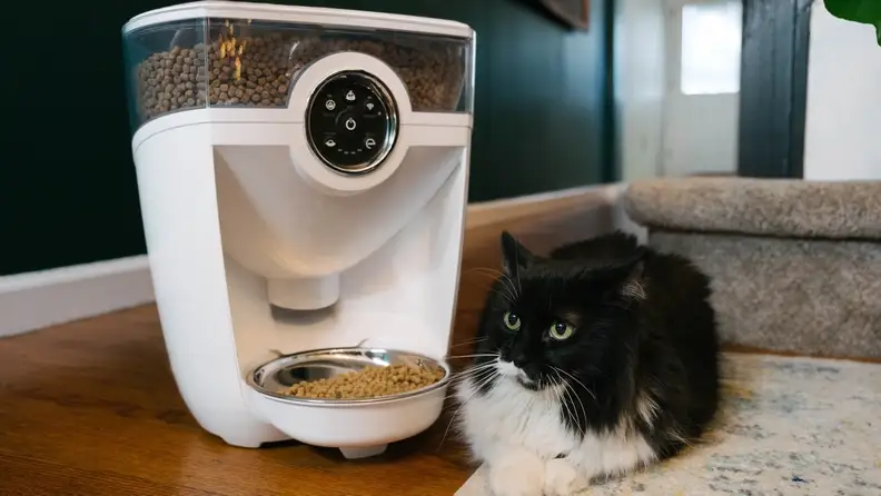 Your cat will appreciate having their meals delivered right on time.