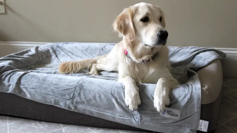 An image of a dog atop a gray blanket.
