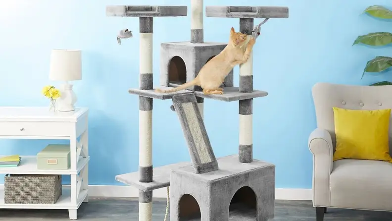 a cat plays on a cat tree