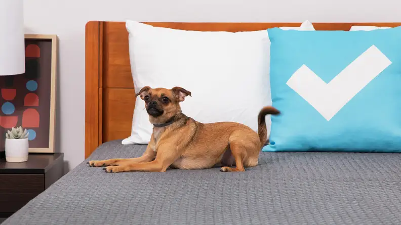 A dog sitting on the Tuft & Needle Mint hybrid mattress.