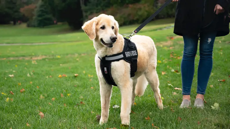 Dogline Unimax Multi-Purpose Dog Harness