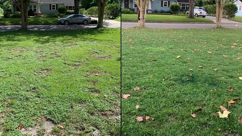 A side-by-side of a front yard before and after using lawn care treatments.