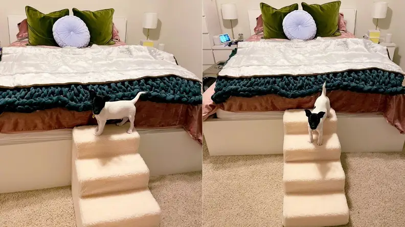 Pet Stairs