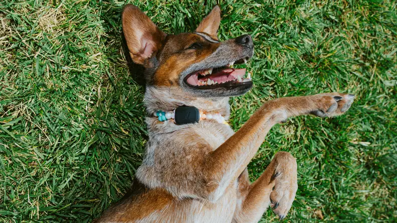 A happy dog wearing a Fi Mini collar lies on its back in the grass, showing its teeth in a playful grin.