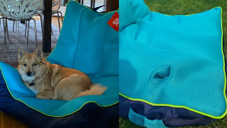 On left, tan colored dog reclining on navy-aqua 