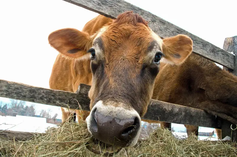 Cows are ruminants, meaning that they break down their food by fermentation. [Credit: Flickr user "bhampton1963" (CC BY-NC 2.0)]