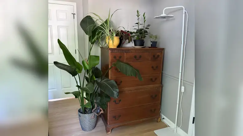 Fully zoomed-out photo of Sansi LED 100W Tall Standing Grow Light, showing its long cord, next to a wooden dresser holding several green plants.