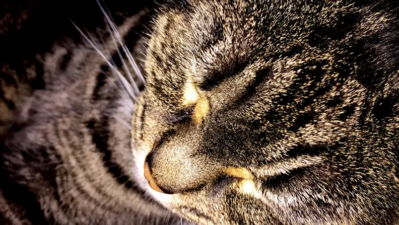 Cat Sleeping