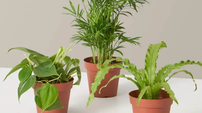 Three small plants sitting on counter