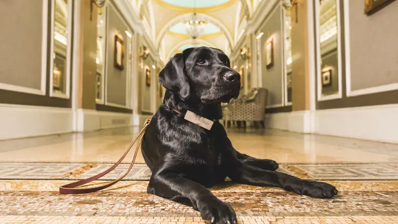 A black dog lays in the lobby of a luxury hotel