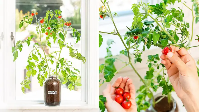 Fully grown tomato plant and someone picking cherry tomatoes.