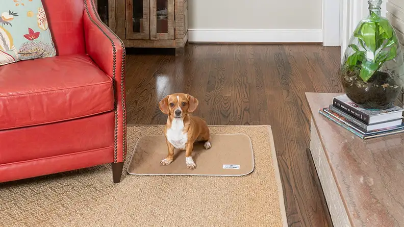 Dog on a reusable pee pad