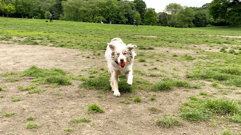 Australian Shepherd shown running outside on green grass.