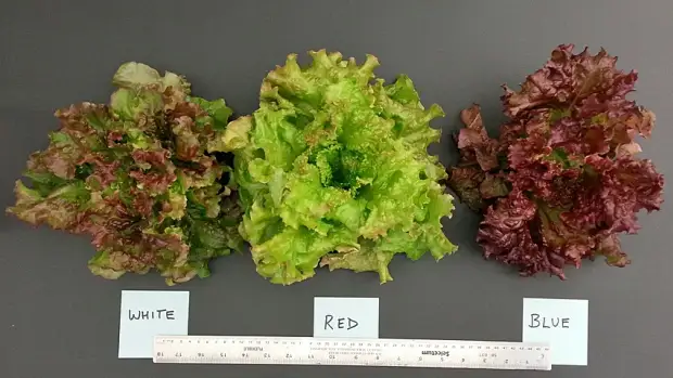 Different colors of LED light produce different colors and flavors in lettuce. [Credit: Mike Dixon]