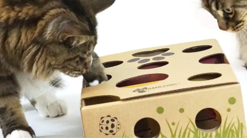 An image of a cat poking its paw through holes in a puzzle box.