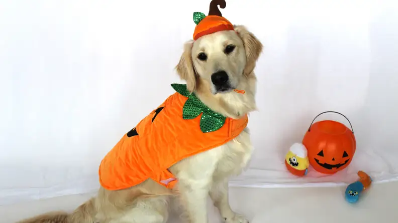 Behold: The cutest pumpkin to put on your front porch.