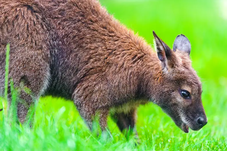 Kangaroos eat grass, just like cows. [Credit: Flickr user "Tambako The Jaguar" (CC BY-NC-ND 2.0)]