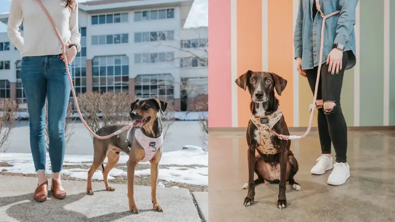 Two side-by-side images of dogs with a pink Sassy Woof Hands Free Rope Leash attached