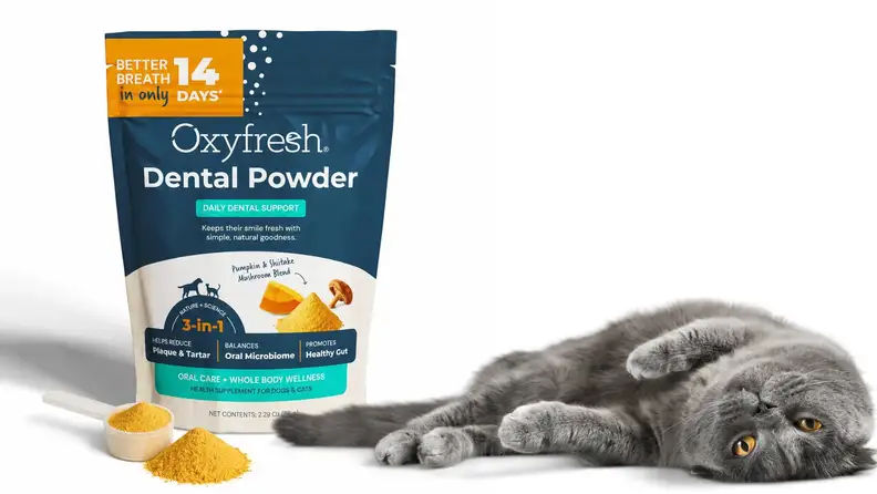 A gray cat lays next to a bag of dental powder