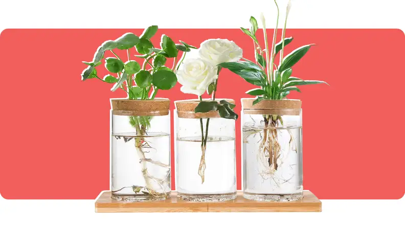 Three glass vases in a wooden stand with plants on a red background