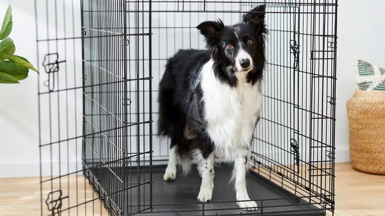 A black and white dog stands inside a wire dog crate