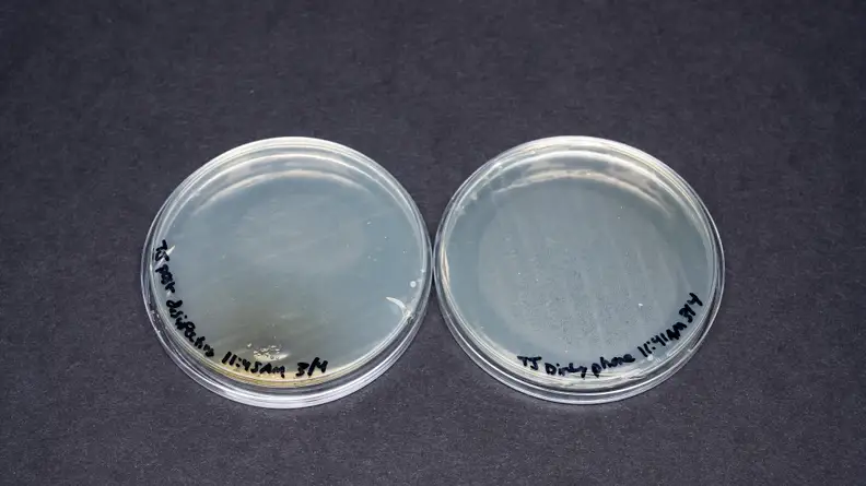 The bacteria on the second phone prior to cleaning with the DIY disinfecting solution are in the agar plate on the left, and the bacteria on the phone after cleaning with the DIY disinfecting solution are in the agar plate on the right.