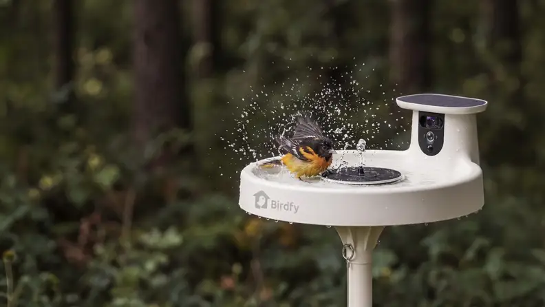 A black and orange Baltimore oriole splashes in a Birdfy smart bird bath with a built-in camera and solar panel, surrounded by dense green forest.