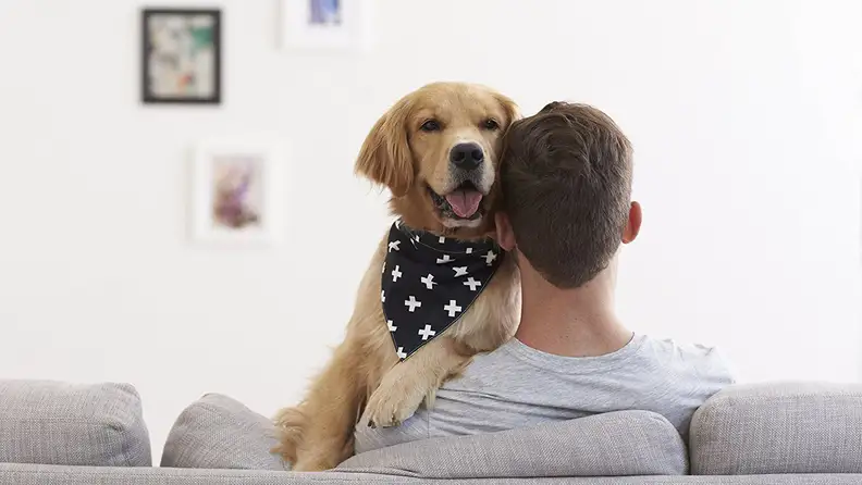 Territory Trendy Dog Bandana