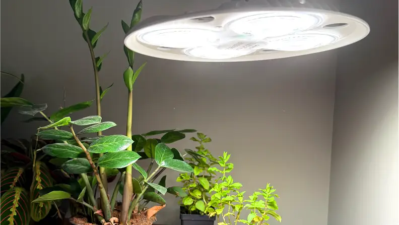 Sansi LED 100W Tall Standing Grow Light shown illuminating some green plants.