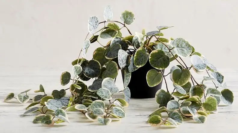 We "heart" how realistic this plant looks.