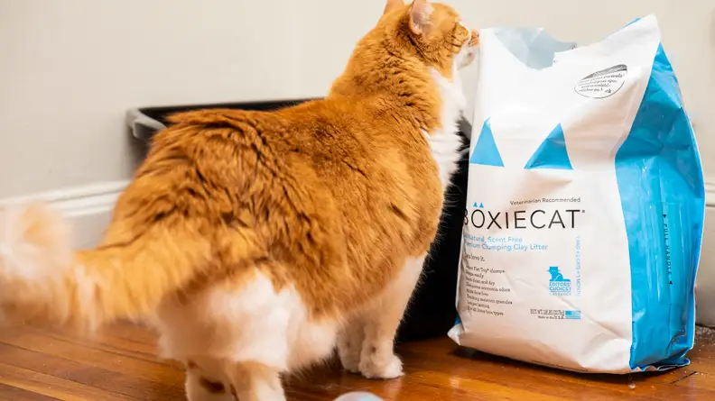 orange cat sniffing package of boxiecat cat litter