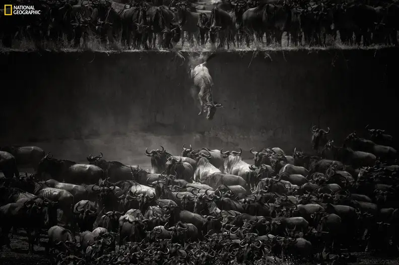The Great Migration (Nature Winner)