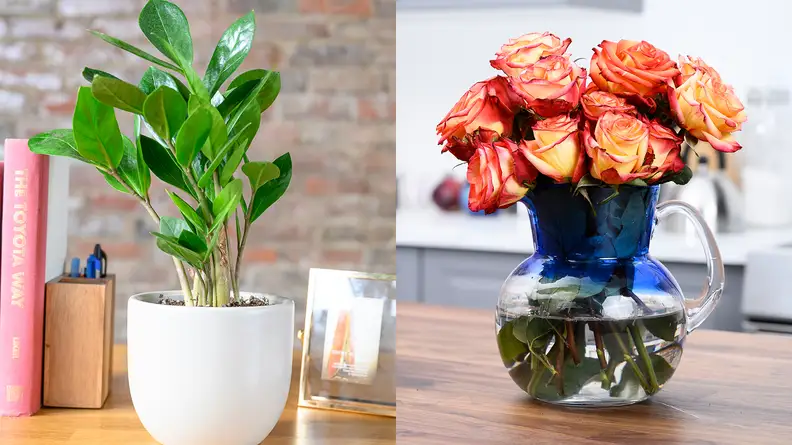 A photo of a plant from The Sill and a bouquet from Bloomsy Box.