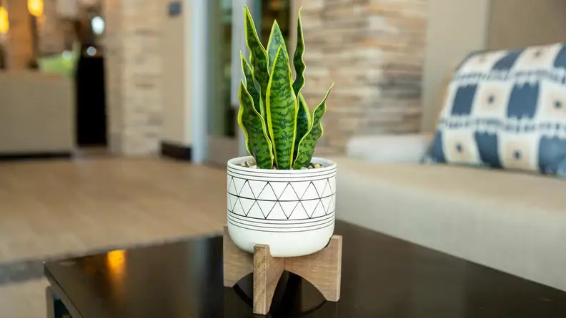 A faux snake plant from Home Depot, one of the best places to buy artificial plants.