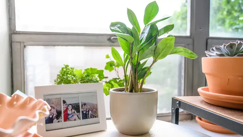 ZZ plant from the sill