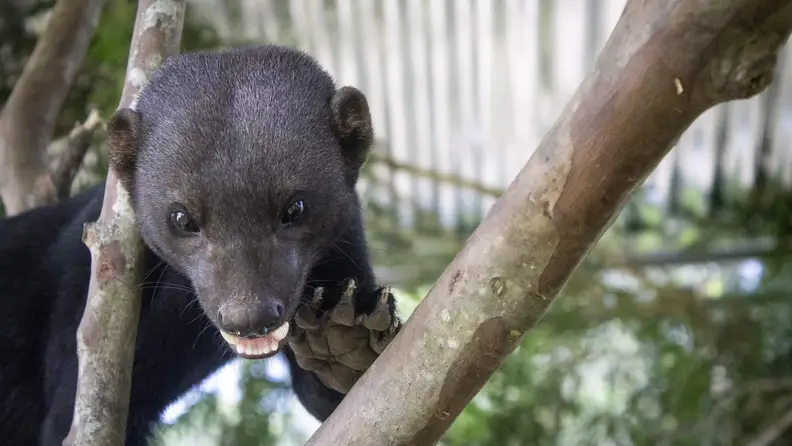 Brown wild animal in tree on branch.