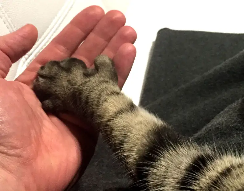 Cat holding hands