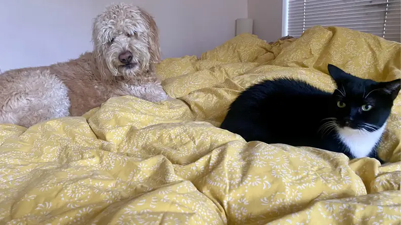 Black cat and tan shaggy dog laying on top of a yellow duvet cover.