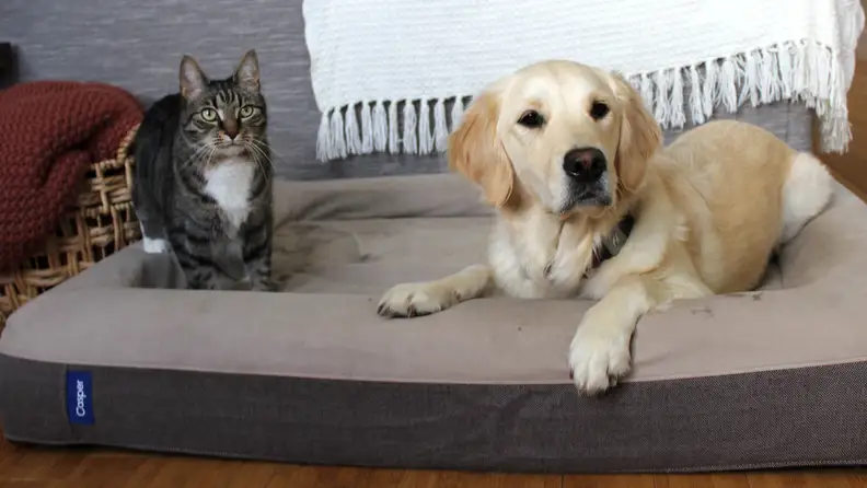A cat and a dog lay on a memory foam dog bed