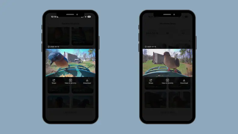 Two iPhone images showing the camera quality of the Kiwibit Bird Feeder 2 on a blue background.